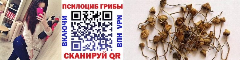 Купить где  Судак  Галлюциногенные грибы Cubensis 